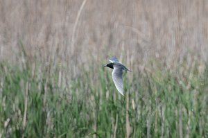 Tern, Black, 2015-05207481 Point Pelee National Park, Ontario, CA.